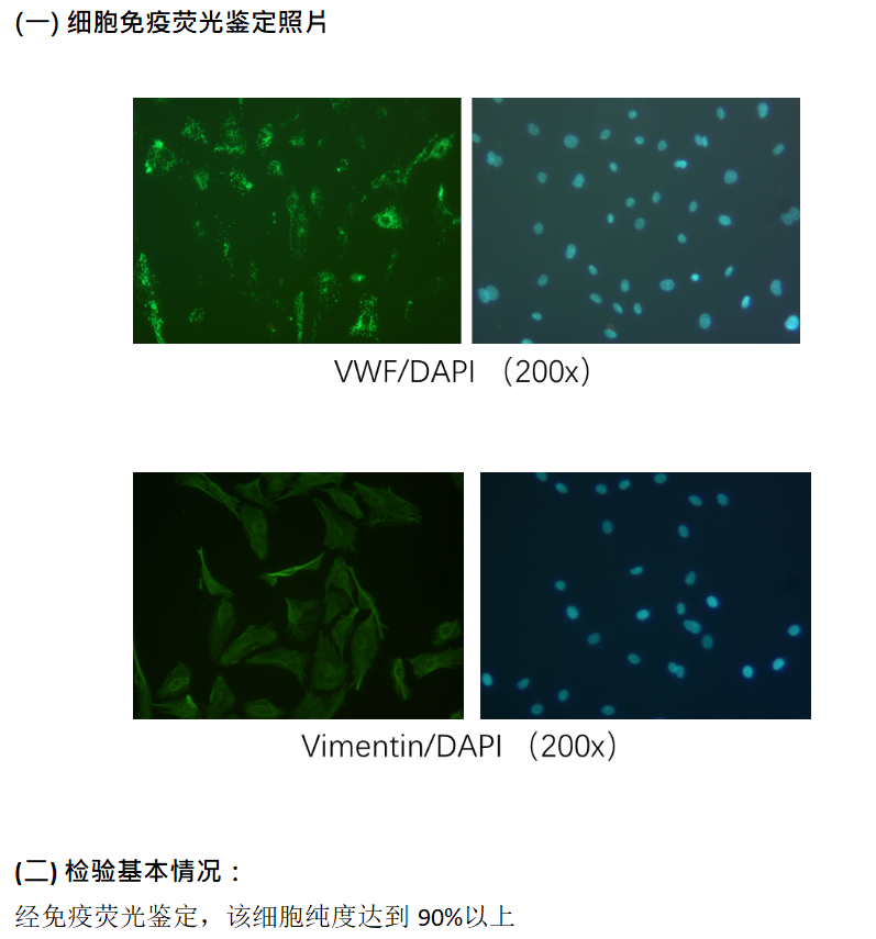 huvec细胞免疫荧光鉴定
