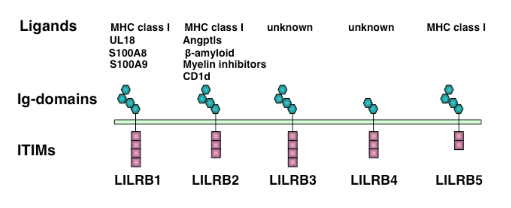 抗癌理想靶点新选择：LILRBs