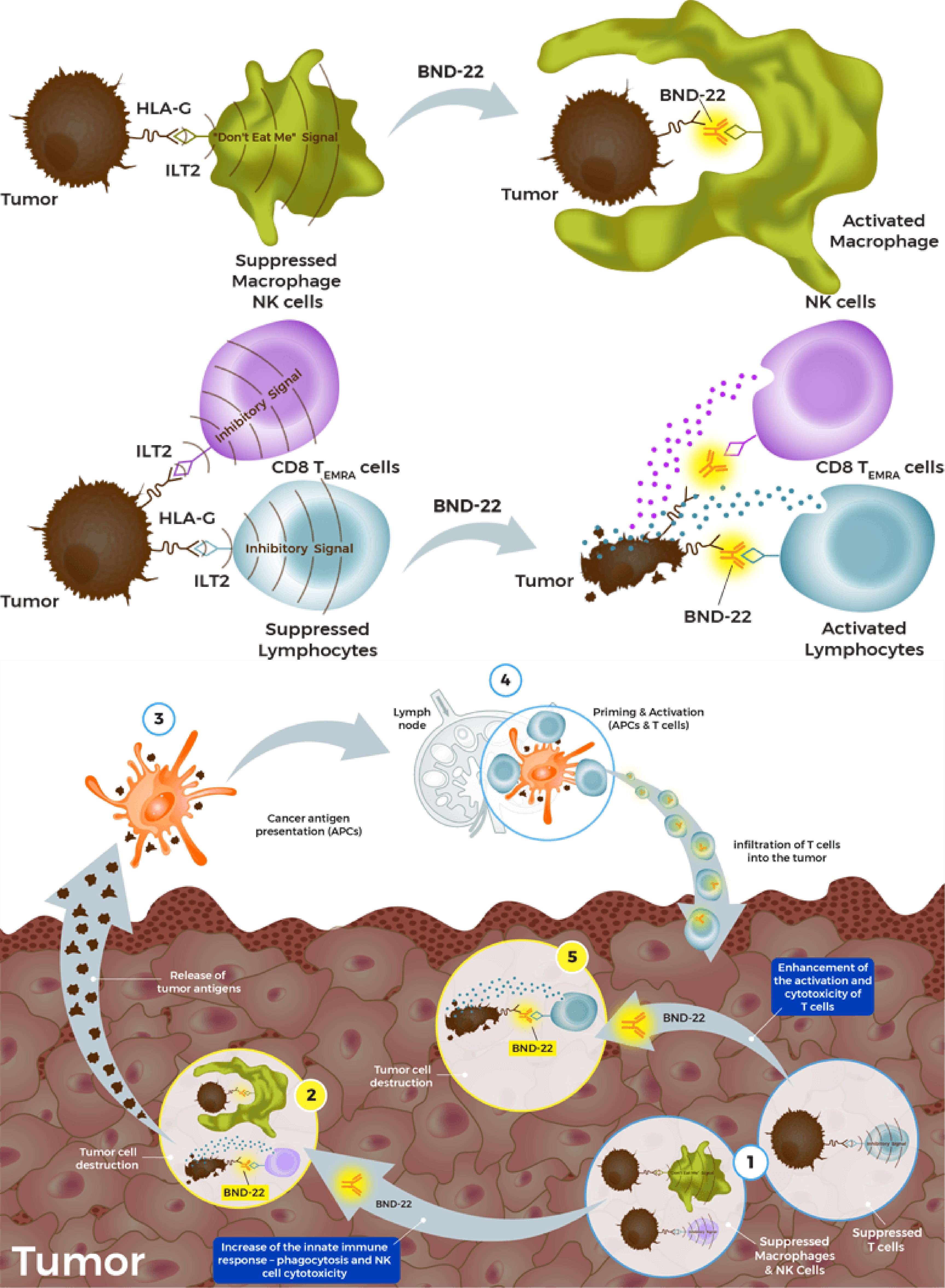 抗癌理想靶点新选择：LILRBs