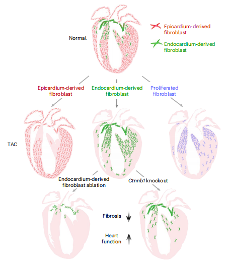 Nature Genetics | 南模生物助力揭示心内膜起源的成纤维细胞调控心脏纤维化