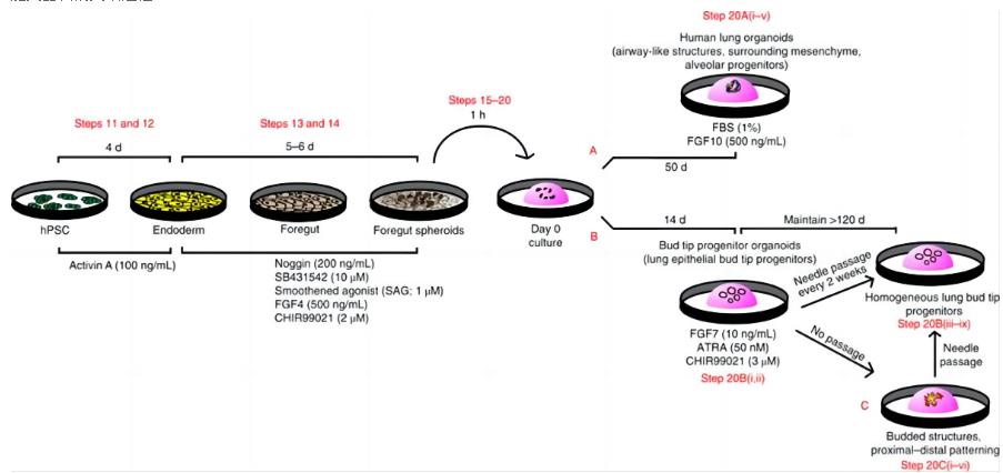 人肺类器官培养手册