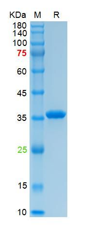 重组人膜粘连蛋白5