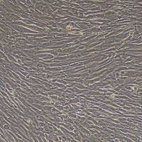 人脐带间充质干细胞(流式鉴定/三系分化)