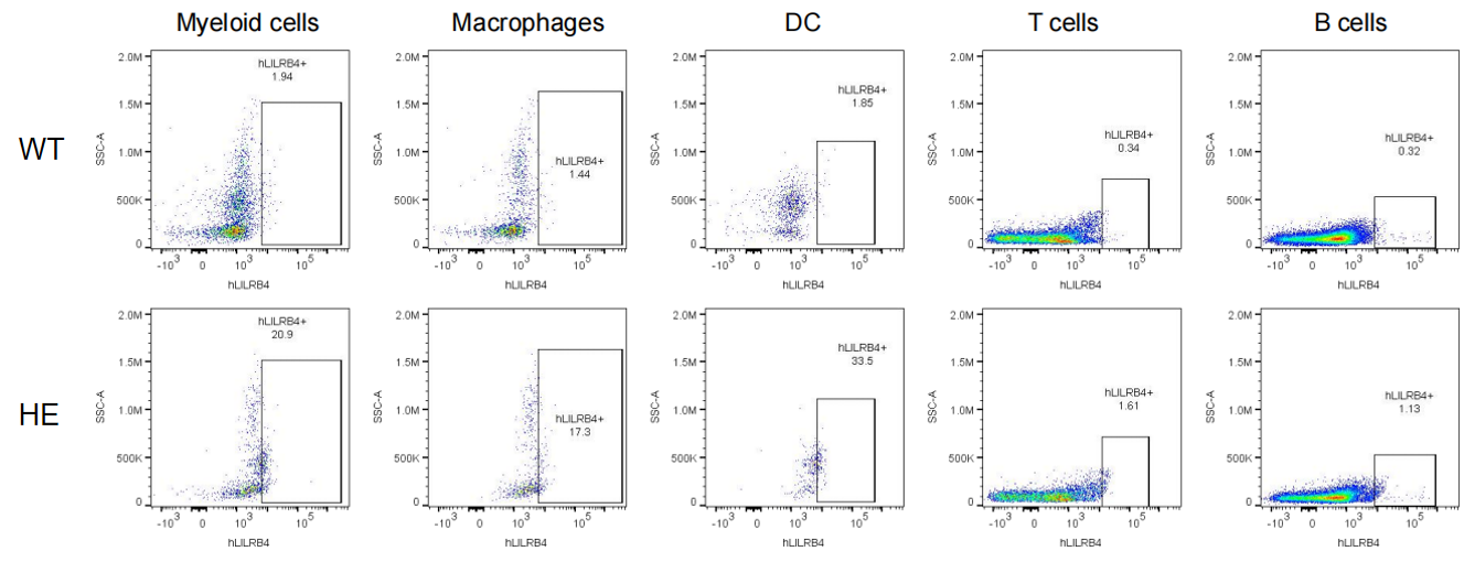 抗癌理想靶点新选择：LILRBs