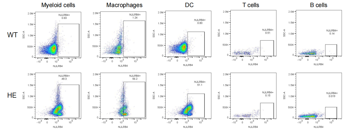 抗癌理想靶点新选择：LILRBs