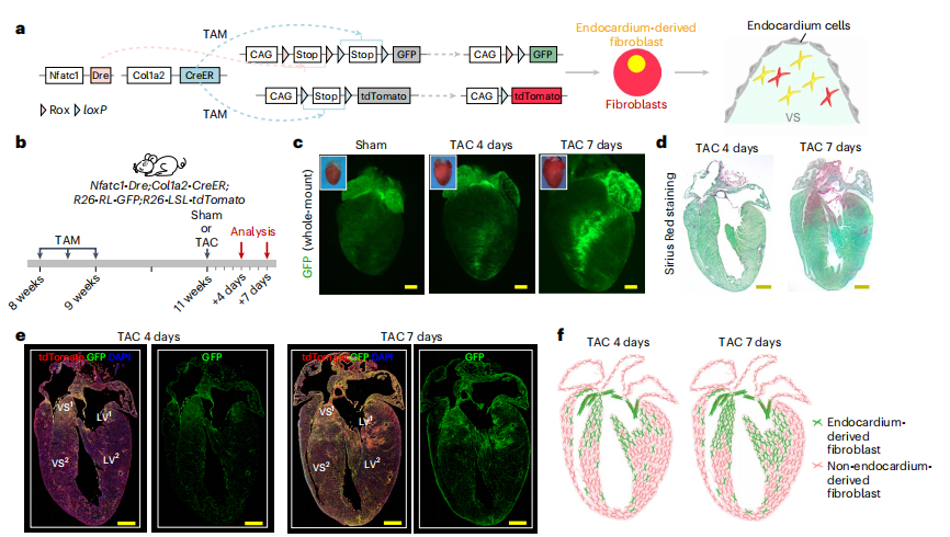 Nature Genetics | 南模生物助力揭示心内膜起源的成纤维细胞调控心脏纤维化