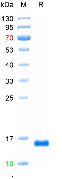重组人白细胞介素-2蛋白