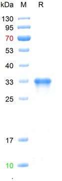 重组人NALP3蛋白