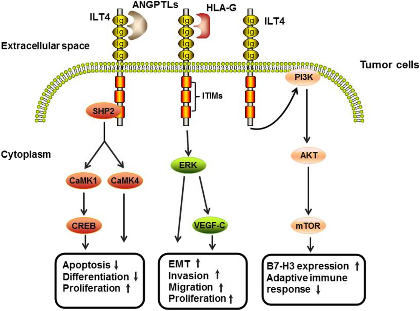 抗癌理想靶点新选择：LILRBs