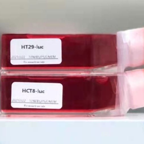 SK-HEP-1-luc-EGFP人肝癌细胞-荧光素酶标记-绿色荧光蛋白（STR鉴定正确）、SK-HEP-1-luc-EGFP细胞