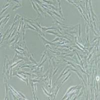 人子宫平滑肌细胞