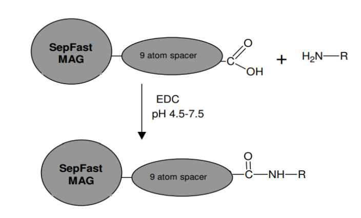 羧基活化磁性琼脂糖磁珠