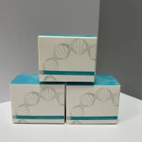 山茶花腐病菌PCR试剂盒