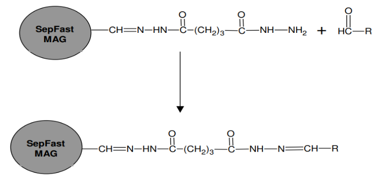 肼活化磁性琼脂糖磁珠