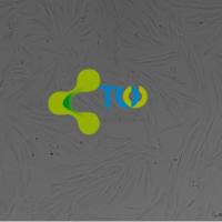 大鼠胰腺星状细胞