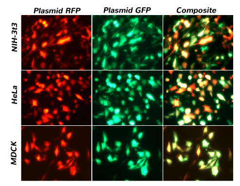 艾美捷PolyMag CRISPR试剂盒解决方案