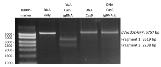 中英文说明书丨艾美捷优化的Cas9核酸酶相关