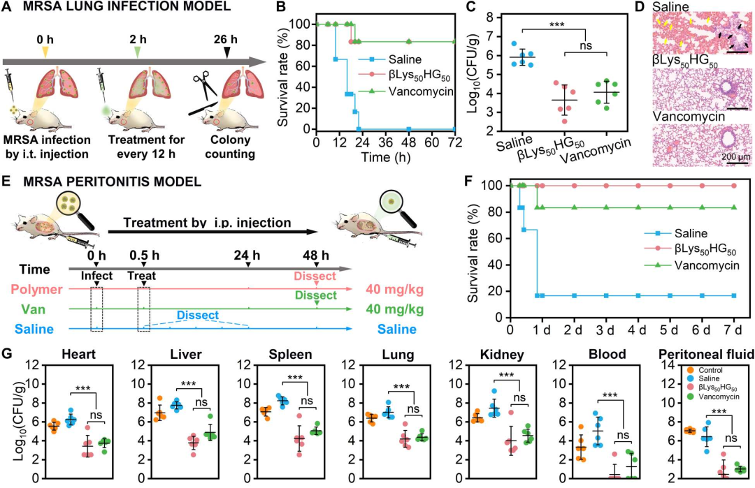 以机理导向的高效抗耐药菌多肽化合物设计和发现