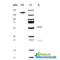 Human Polyubiquitin Antibody (Genentech patent