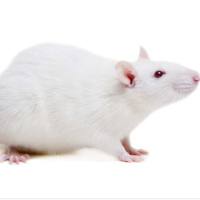 脑胶质瘤模型U-118 MG 