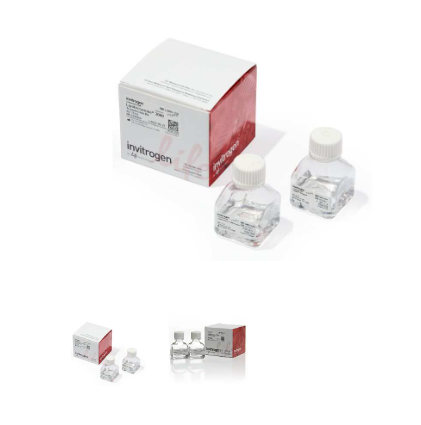 Lipofectamine™ 3000 转染试剂