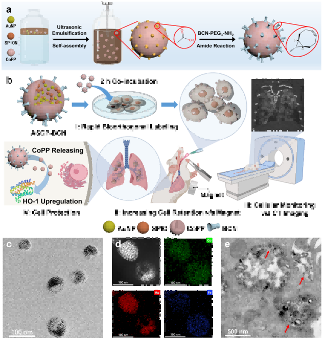 WBP 全身体积描记系统在肺纤维化研究中的应用