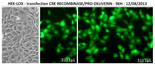 艾美捷 Pro-DeliverIN转染试剂的特点和应用介绍