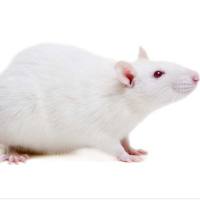 胰腺瘤模型PSN-1