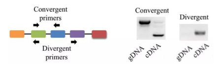 如何做circRNA成环验证？