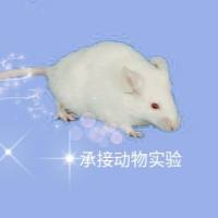 脑缺血再灌注模型
