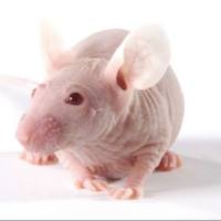 胰腺癌模型MIA- Paca2