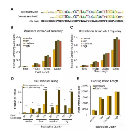如何做circRNA成环验证？
