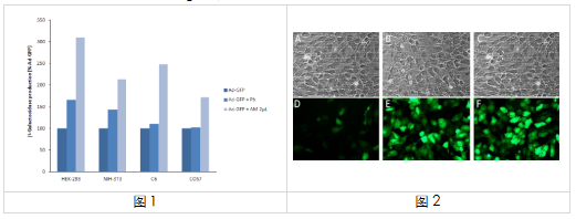 中英文说明丨艾美捷 AdenoMag转染试剂
