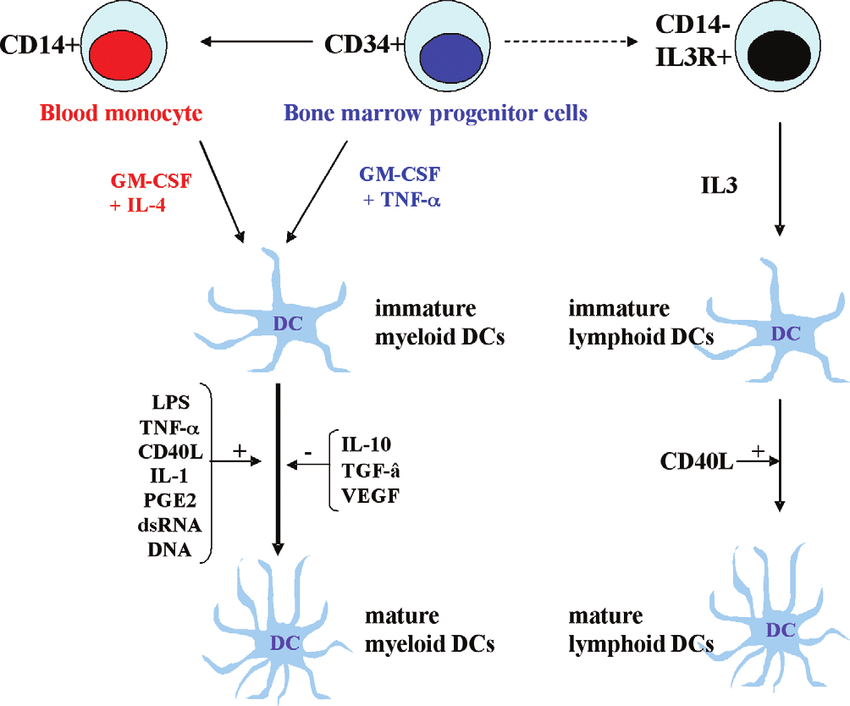 树突状细胞（DCs）概述及体外诱导培养（下篇）
