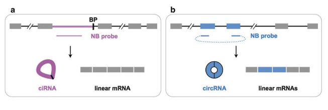 如何做circRNA成环验证？