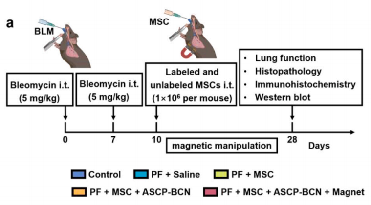 WBP 全身体积描记系统在肺纤维化研究中的应用
