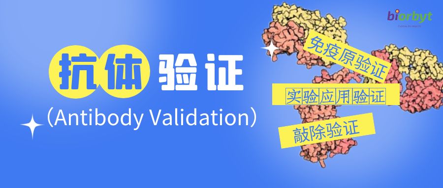 Biorbyt的抗体验证|Antibody Validation