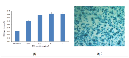 中英文说明丨艾美捷 pVectOZ转染质粒 中英文说明丨艾美捷 pVectOZ转染质粒