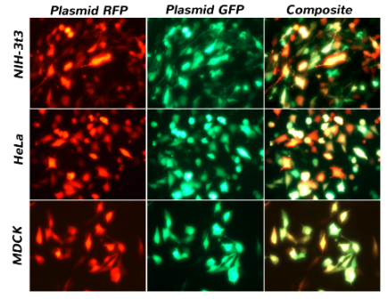 艾美捷PolyMag CRISPR试剂盒,高转染效率无毒性 艾美捷PolyMag CRISPR试剂盒,高转染效率无毒性