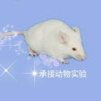 BDL诱导肝纤维化模型