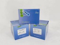 THERMOscript One Step RT-PCR Kit（一步法高温反转录PCR试剂盒）