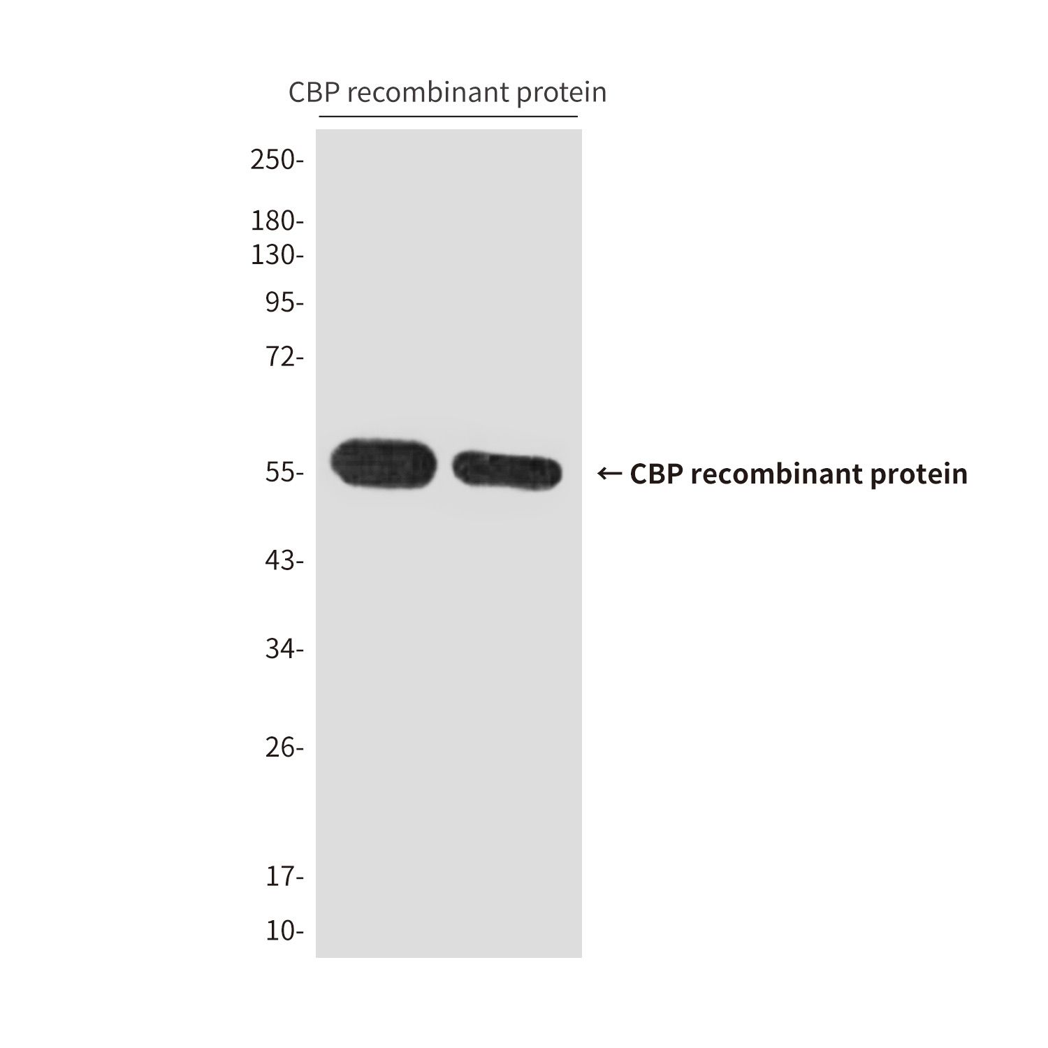 CBP Tag (9H2) Mouse mAb