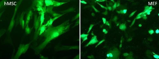 艾美捷 RmesFect茎转染试剂,专为多种干细胞设计 艾美捷 RmesFect茎转染试剂,专为多种干细胞设计