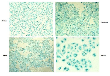 艾美捷 Pro-DeliverIN转染试剂,即用型,无毒 艾美捷 Pro-DeliverIN转染试剂,即用型,无毒