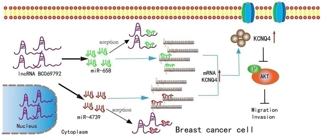 lncRNA研究进展盘点丨20230310期