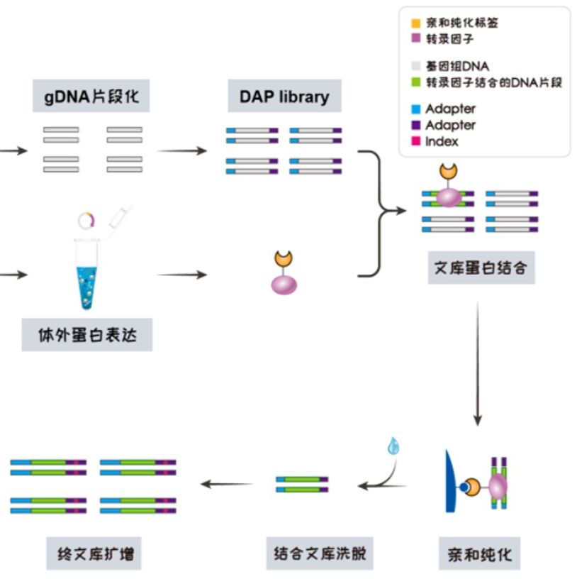 DAP-seq（DNA亲和纯化测序）技术服务
