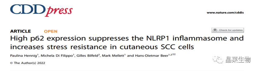 国自然热点 “细胞焦亡” 研究之高p62表达抑制NLRP1炎症小体并增加皮肤鳞状细胞的抗应激性