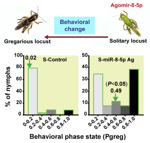 【更新20230314】动物用agomir产品案例应用策略解析丨含动物造模、实验处理、给药方式、给药剂量……