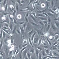 SCC-25细胞、SCC25细胞、SCC-25细胞