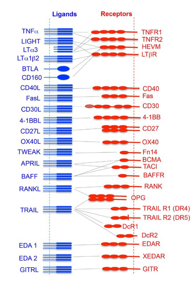 ELISA系列丨肿瘤坏死因子TNF配体及受体超家族成员